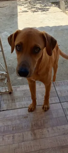 Cachorros para adoção