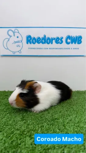 Porquinhos várias cores (Roedores CWB) 