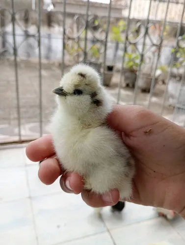 Lindos Pintinhos sedosos do Japão 