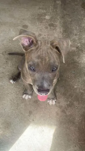 Pitbull American Bully