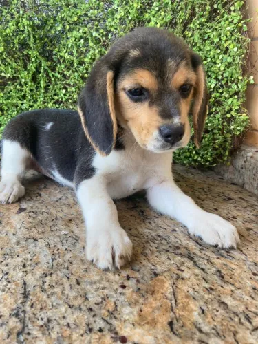 Filhote de Beagle - Peludinho e Charmoso!