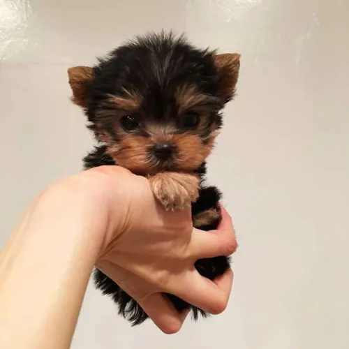 Filhote Yorkshire Terrier, Prontos Para Preencher Sua Casa Com Alegria!