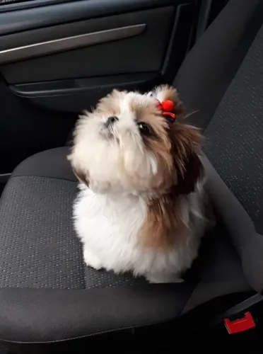 Filhote Shih Tzu no banco do carona 