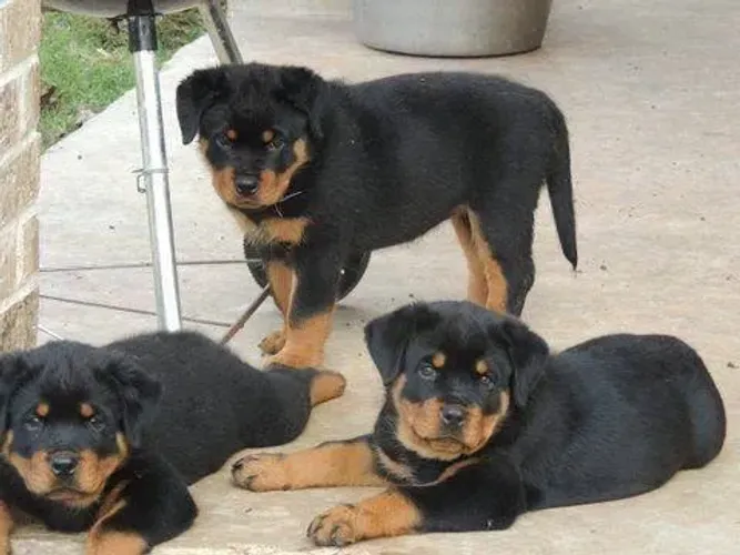 Rottweiler machinhos disponíveis com pedigree vacina, estão com 57 dias e garantias