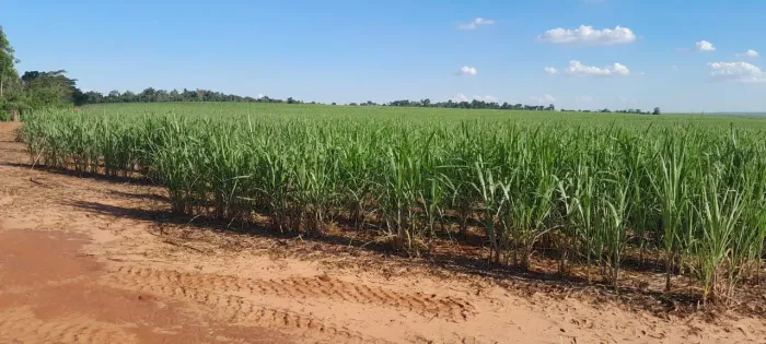 Fazenda de cana para envestidor 