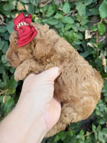 Poodle Toy brincalhão inteligente 
