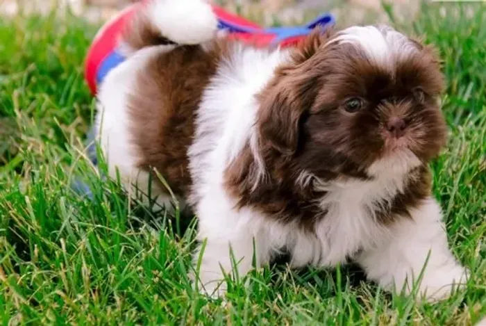 Shih-tzu machos e fêmeas mini na cor chocolate