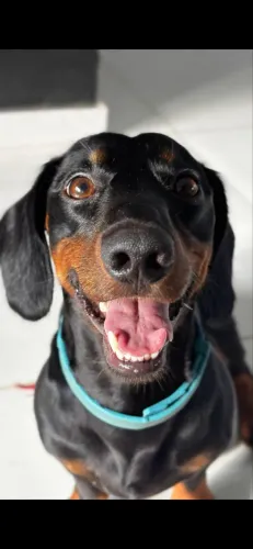 Procura-se uma namorada Dachshund