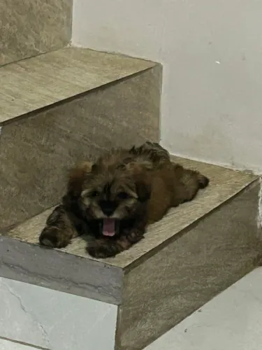 Lhasa Apso macho