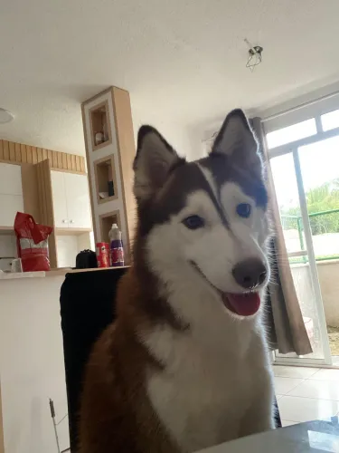 Procura-se namorada Husky siberiana