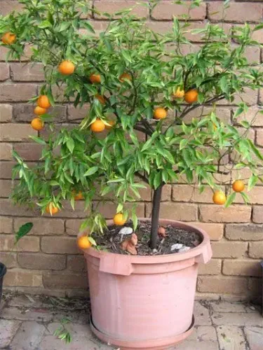 Frutiferas em vaso