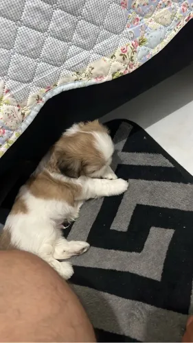 Vende-se Shihtzu macho.
