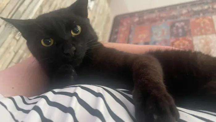 Adoção de gatos