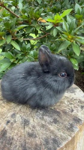 Mini coelho Netherland Dwarf (macho)