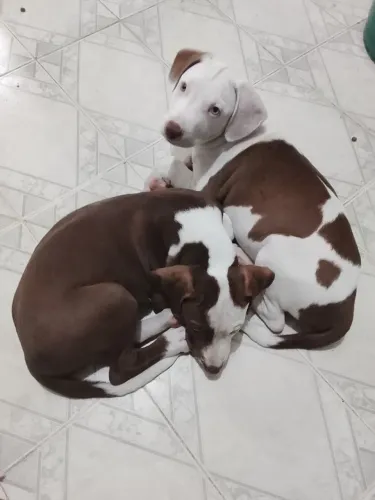 Filhote de Pitbull 