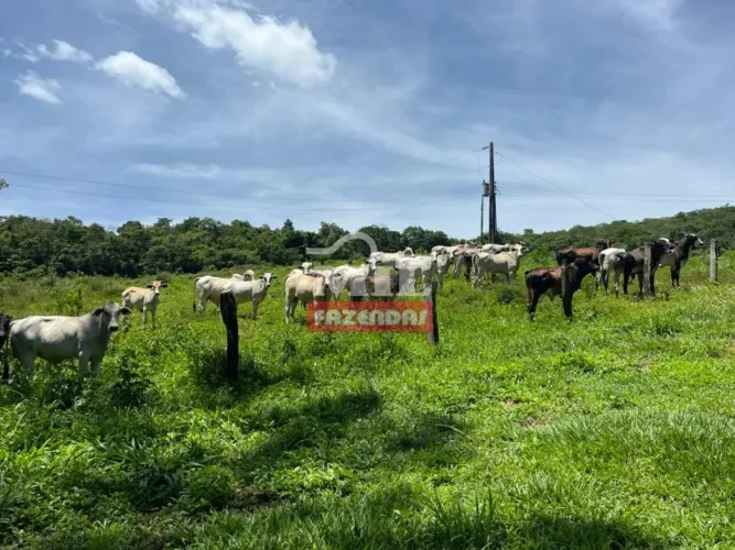 Sítio 9,81 alqueires (47,5 hectares) Santa Cruz De Goias - Go