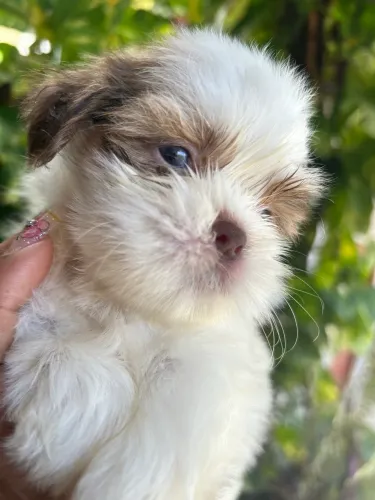 Fêmea Shih tzu disponível