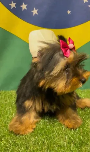 Vendo filhote de Yourk Fêmea