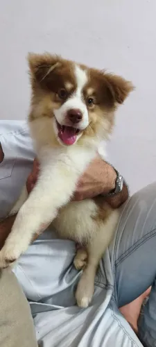 Vendo cachorro boldercolier