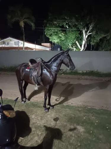 Égua mangalarga marchador 