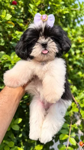 Shih Tzu fêmea 
