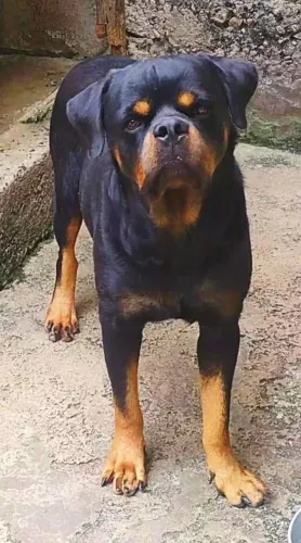 Rottweiler Macho Adulto pedigree CBKC em Mãos, venda
