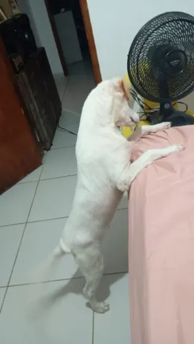 Cachorro fox paulistinho 