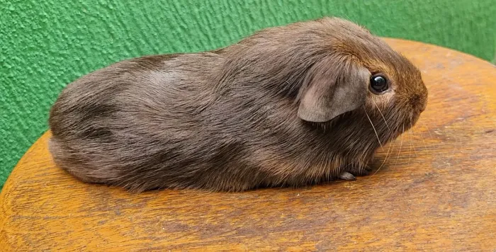 Porquinho da india non self Chocolate Tan