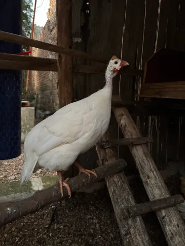 Angolista Branca, Galinha d?angola (troco ou dinheiro)