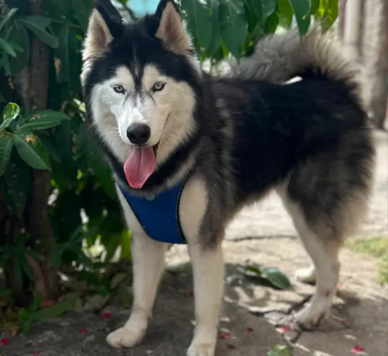 Husky Siberiano Wooly macho