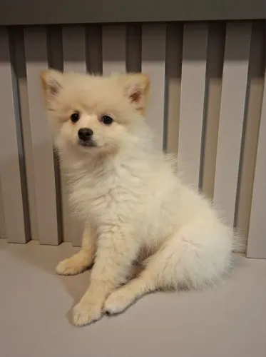 Lulu da Pomerania filhote