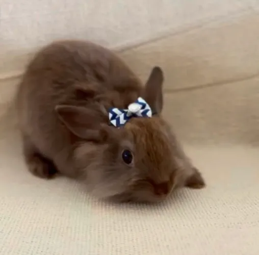 Mini Coelho Netherland Dwarf - O Menor do Mundo! ?