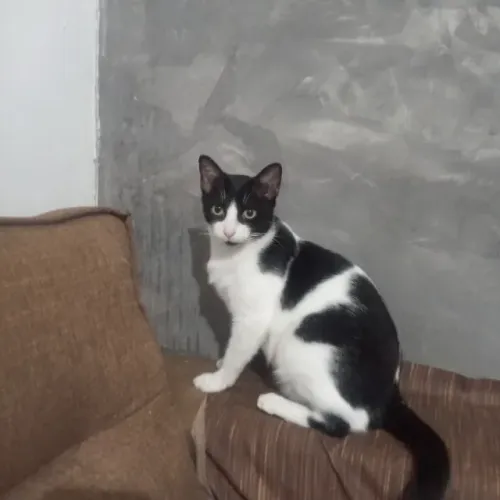 Uma gatinha linda castrada pra doar, somente se for telada a residência e termo de adoção 