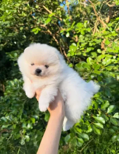 Filhote de cachorro 1500