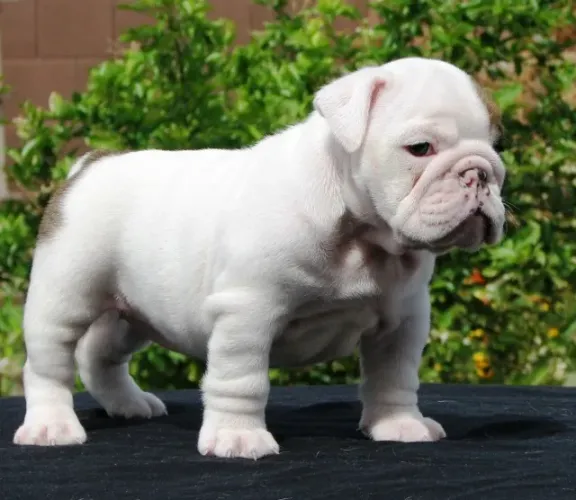 Bulldog Inglês,Bulldog Inglês Filhote Vacinado e Vermifugado