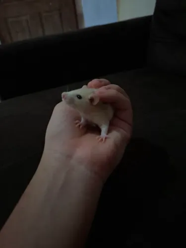 6 ratos Twitter disponível 4 femias e 2 machos