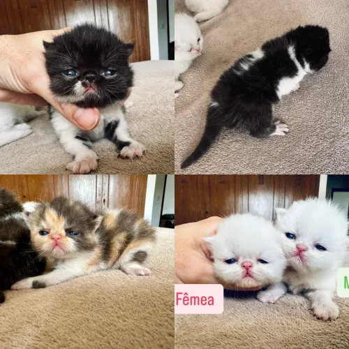 Lindos filhotes gato persa exótico tricolor brancos para reserva 