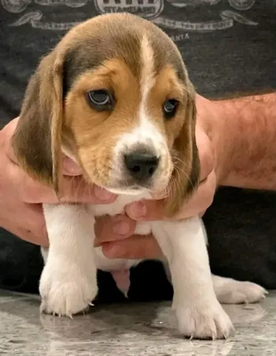 Beagle alegre na sua familia 
