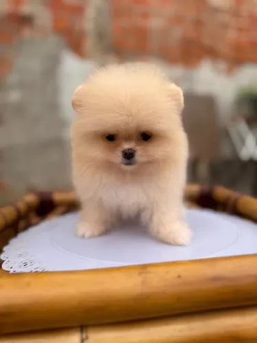 Spitz alemão Lulu da Pomerânia