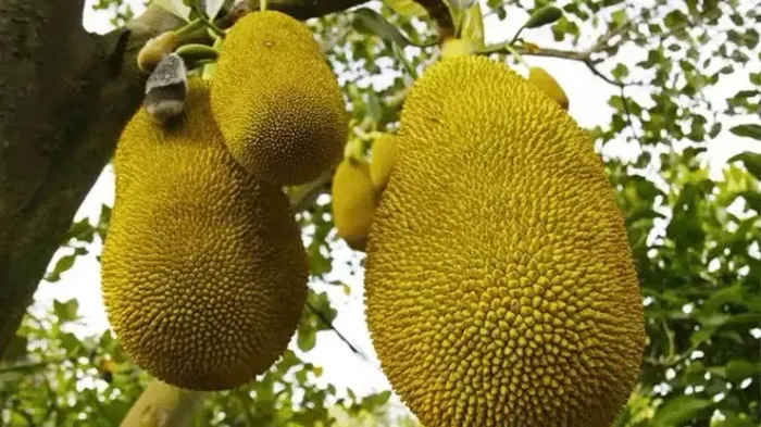 Vendo Jacas direto da roça!