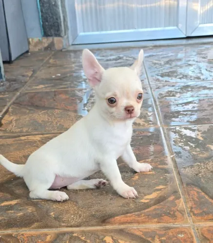 Chihuahua Fêmea Top Cabeça de maçã nariz e olhos claros! Aceito cartão 