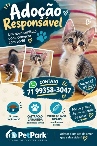Doação responsável de filhote de gato macho