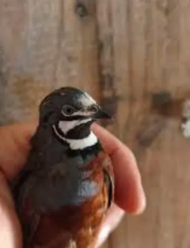 Vendo codorna chinesa 