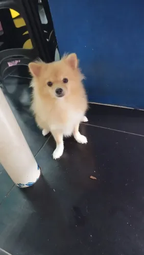 Procura-se cachorra da raça lulu da Pomerânia para cruzar com outro da mesma raça 