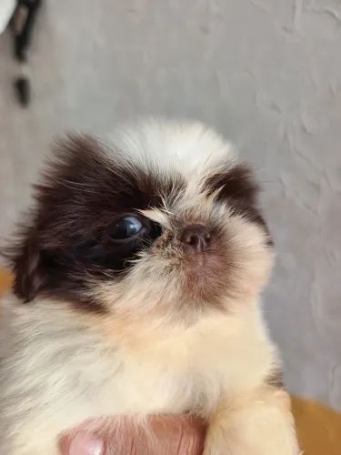 Filhote de shih Tzu