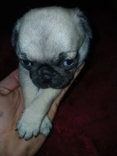 Vendo pág femia e macho