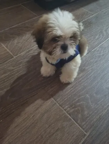 Lhasa Apso fêmea coloração escolhida por você