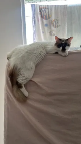 gato branco