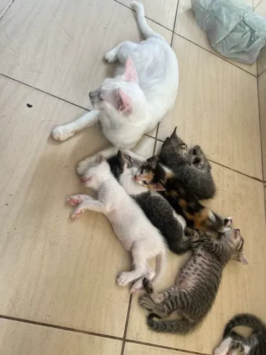 Gatinhos