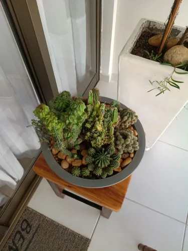 Arranjo de Cactos em vaso fibra 